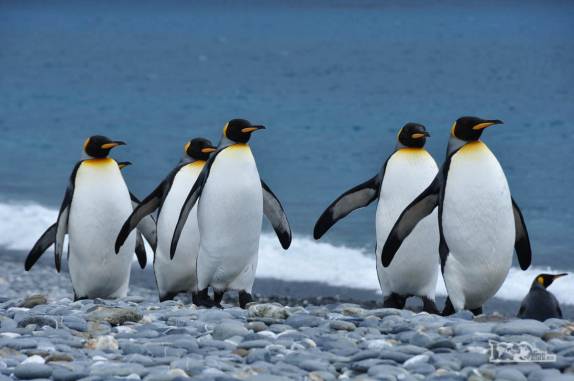 Pinguins rei caminham pela praias de pedras de Salisbury Plain, na Geórgia do Sul